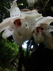 Stanhopea martiana