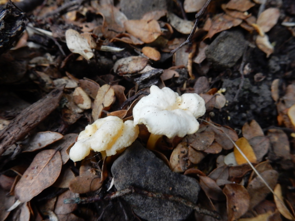 Cantharellus wellingtonensis · February 2025 · photo: © rayjackson (iNaturalist, cc-by)