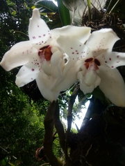 Stanhopea martiana