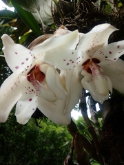 Stanhopea martiana