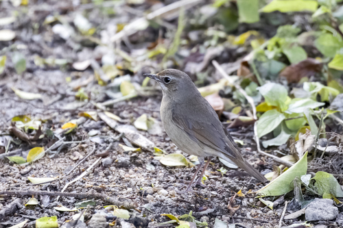 Siberian Rubythroat (Calliope calliope)
