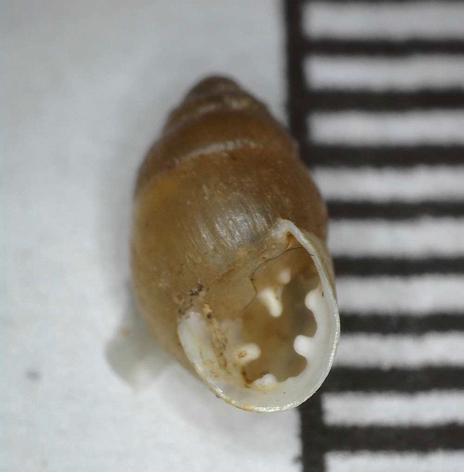 Euchondrus pseudovularis