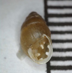 Euchondrus pseudovularis