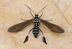 Horama plumipes
