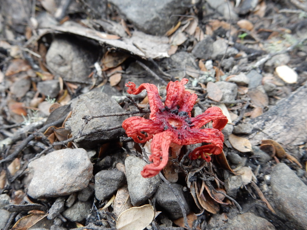 Aseroe rubra · February 2025 · photo: © rayjackson (iNaturalist, cc-by)