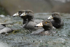 Blue Duck photo 2