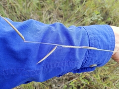 Bouteloua pectinata