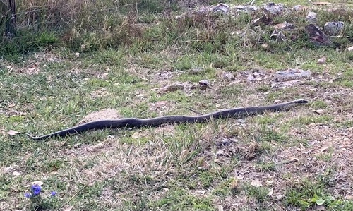 Tiger Snake sighting