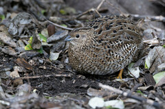 Brown Quail photo 2