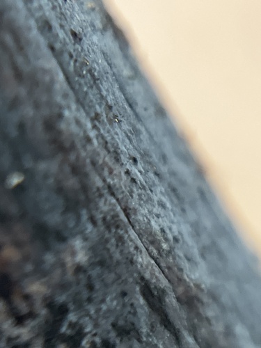 Sklaidžioji vaškaplutė nuotrauka