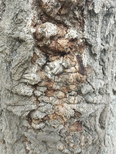 Polyphagous Shot Hole Borer photo 3