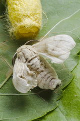 Bombyx mori
