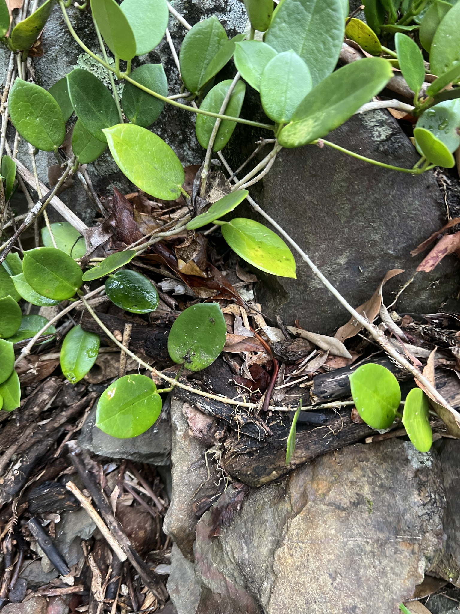 Imagem de Flor-de-cera