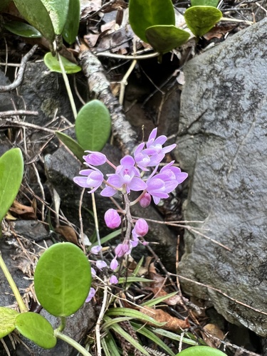 Image of Sarcochilus ceciliae by (c) Lucas Christofides, some rights reserved (CC BY)