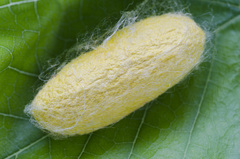 Bombyx mori