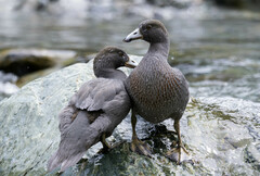 Blue Duck photo 4