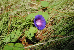 Ipomoea orizabensis orizabensis