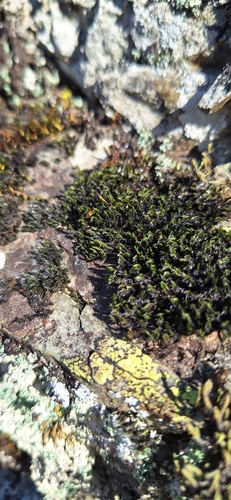 Grimmia ovalis observed 2025-02-05