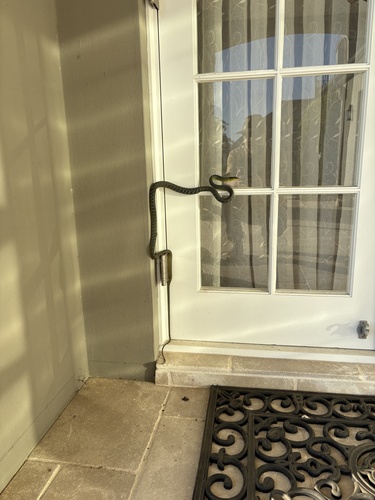 Common Tree Snake sighting