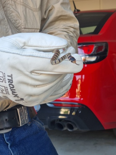 Eastern Brown Snake sighting