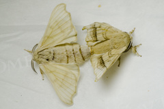 Bombyx mori