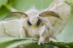 Bombyx mori