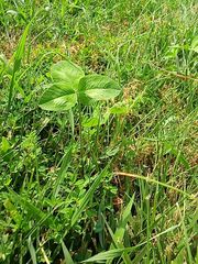 Angiospermae