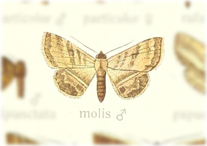 Hyposada mollis