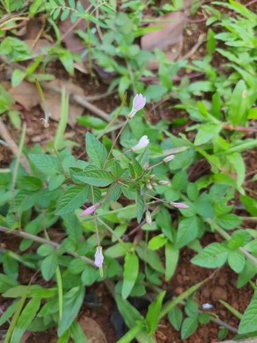 Sieruela rutidosperma