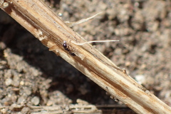 Monomorium ergatogyna