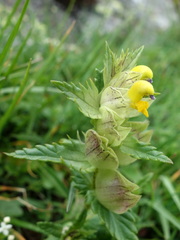 Rhinanthus glacialis