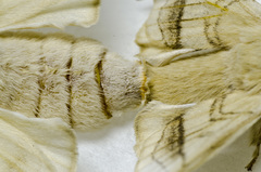 Bombyx mori