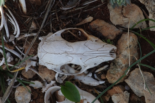 North African Hedgehog, X97R+G54, Il-Mellieħa, Malta, photo 7 of 10