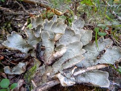 Peltigera leucophlebia