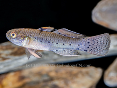 Peach Knight Goby photo 3