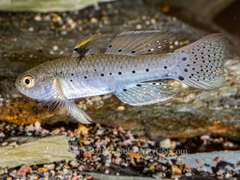 Peach Knight Goby photo 1