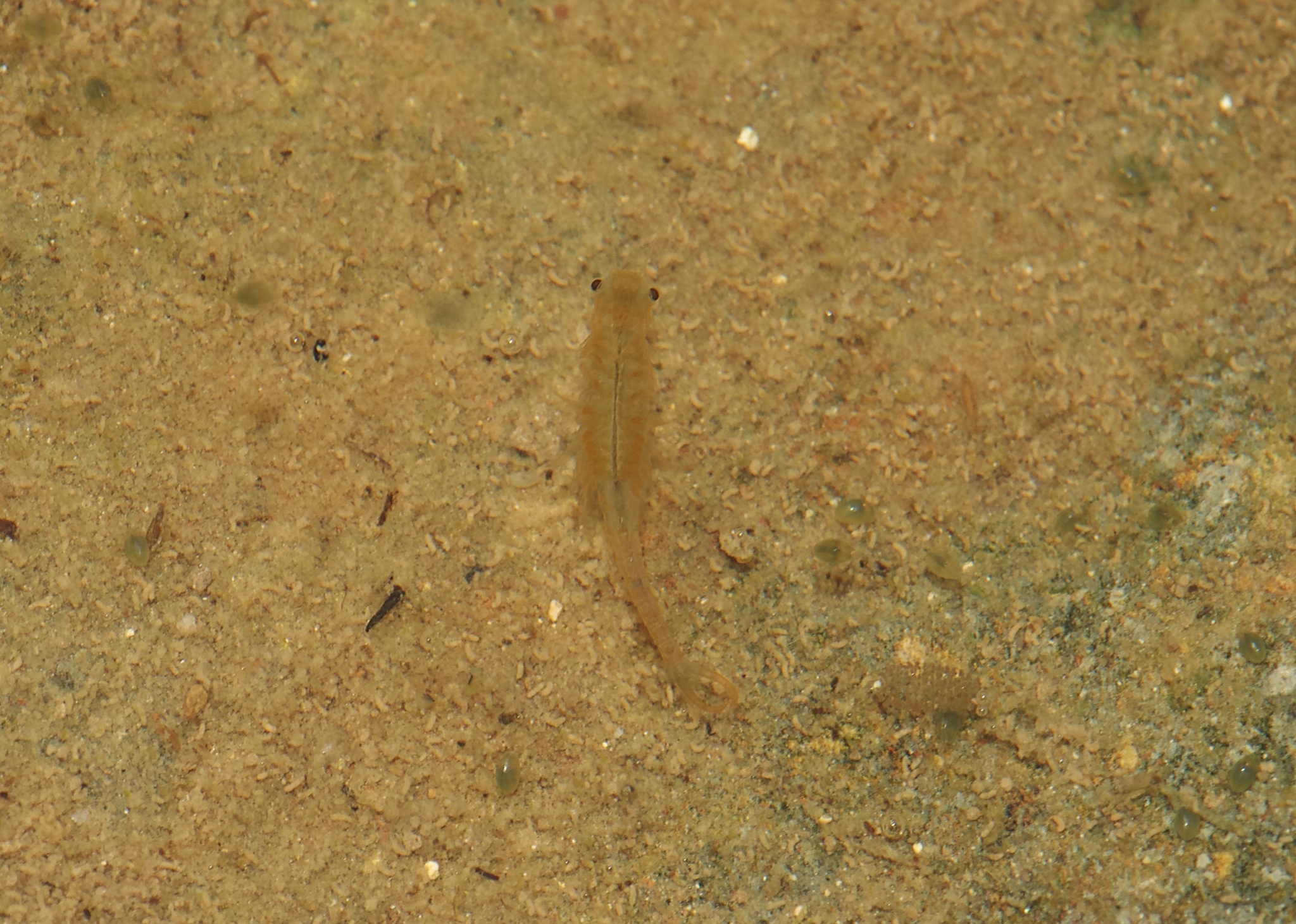 Branchipus schaefferi Fischer, 1834