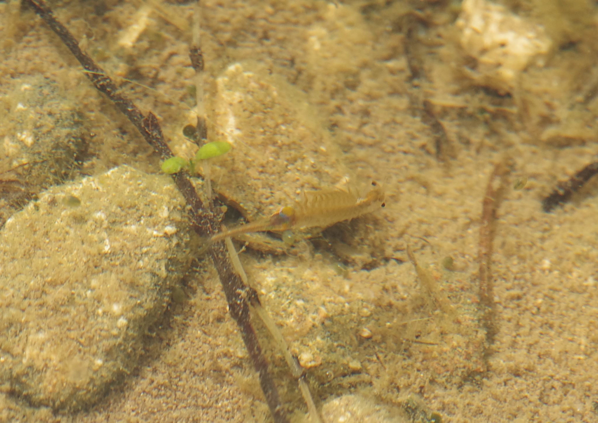 Branchipus schaefferi Fischer, 1834