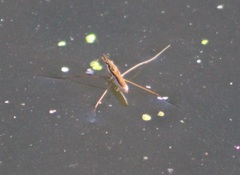 Limnoporus notabilis