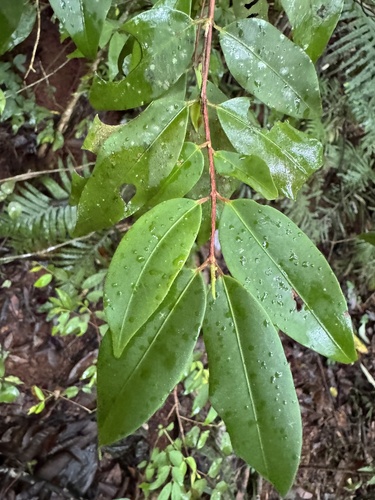 Pilidiostigma tropicum observed 2025-02-05