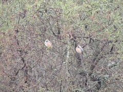 Saltatricula multicolor