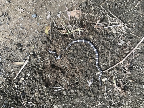 Eastern Bandy Bandy sighting