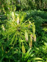 Agapanthus praecox