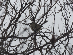 Stigmatura budytoides