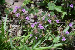 Dyschoriste capitata