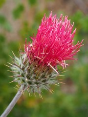 Cirsium andersonii