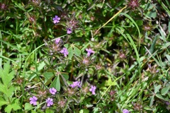 Dyschoriste capitata