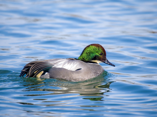 Falcated Duck, photo 8 of 10
