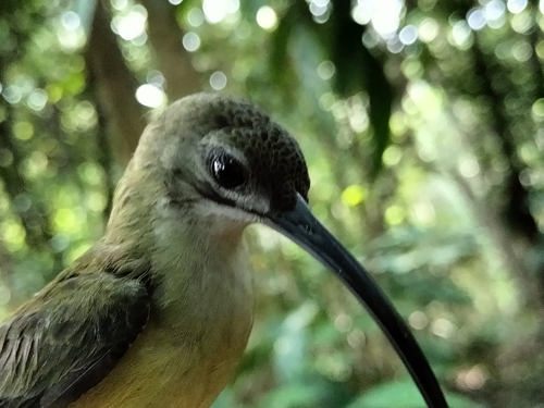 Arachnothera longirostra