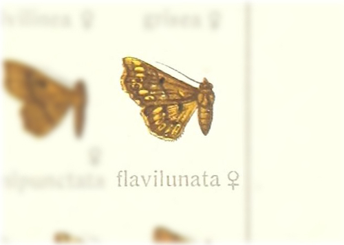 Oruzodes flavilunata